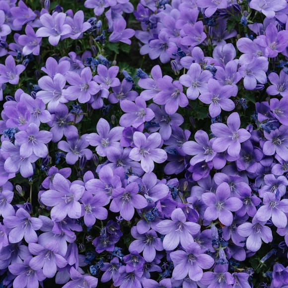 Meet your Posher, Bittersweetsouls - Picture 13 of 14